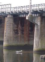 Seal spotted, this time in Yokohama's Tsurumi River